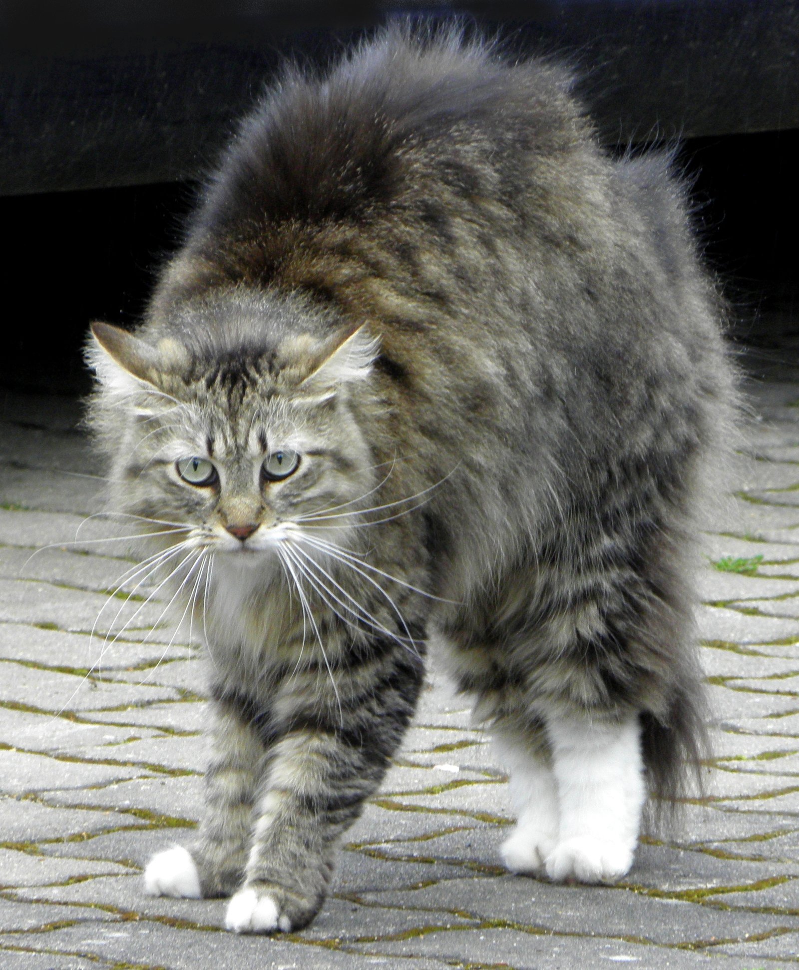 Signaling Fear or Defense (image credits: wikimedia)