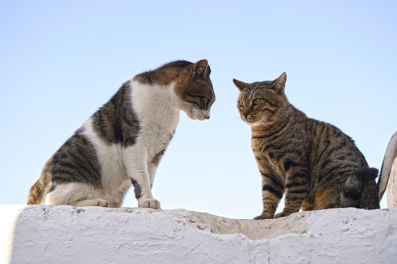 Communicating with Other Cats (image credits: pixabay)