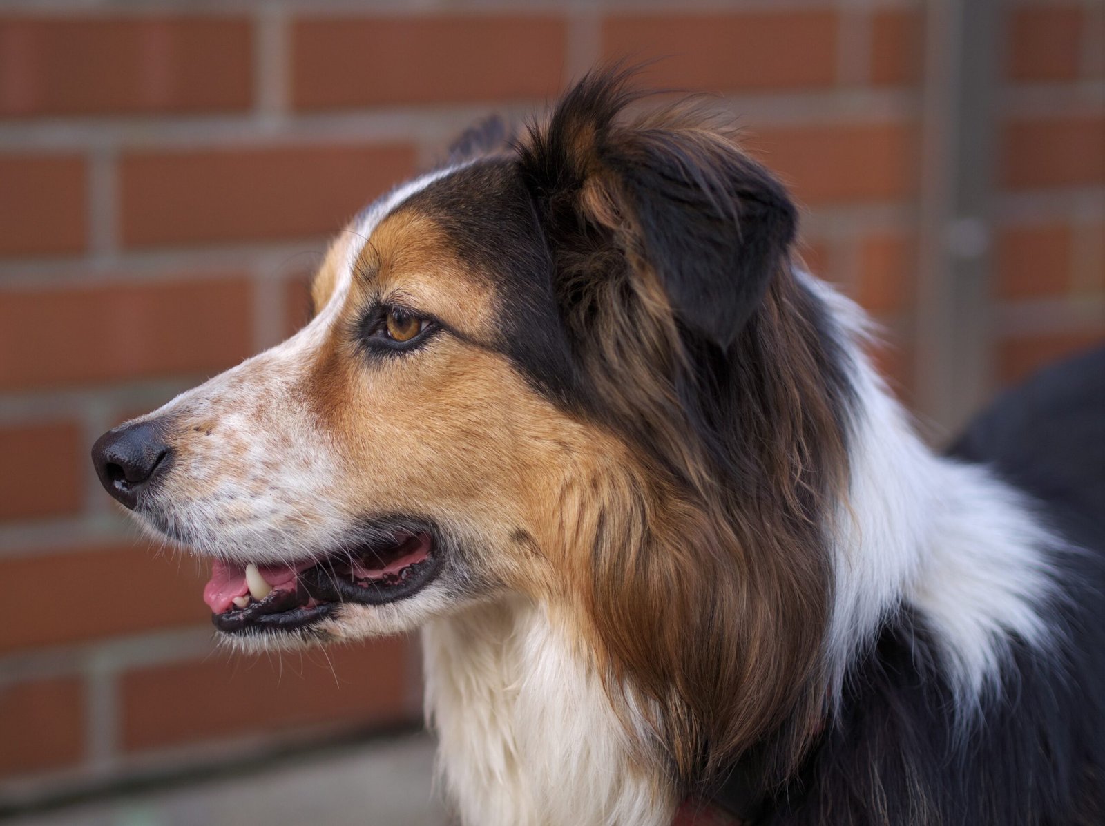 The Playful Border Collie: A Nighttime Energy Burst (image credits: wikimedia)