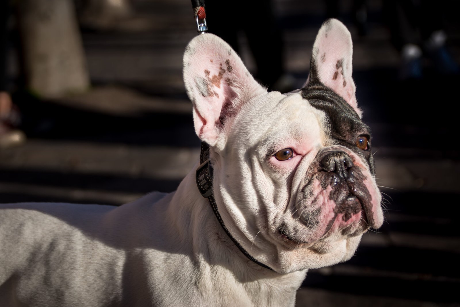 Health Considerations and Lifespan (image credits: wikimedia)