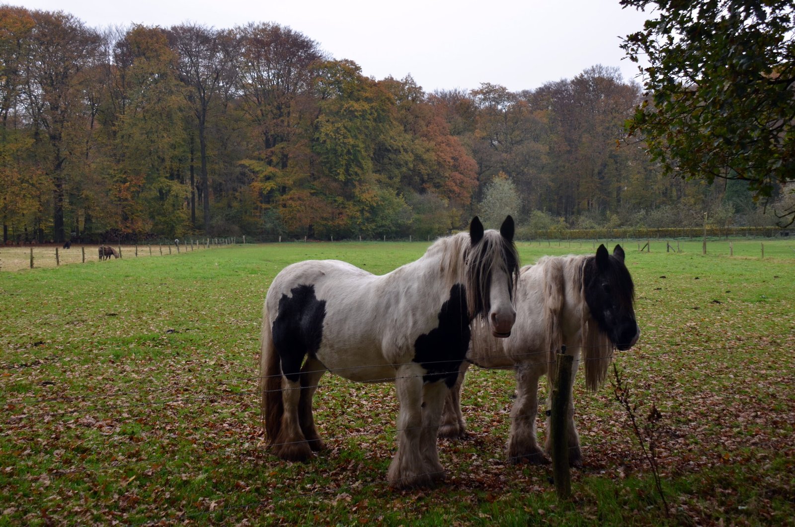 Adapting to Change (image credits: wikimedia)