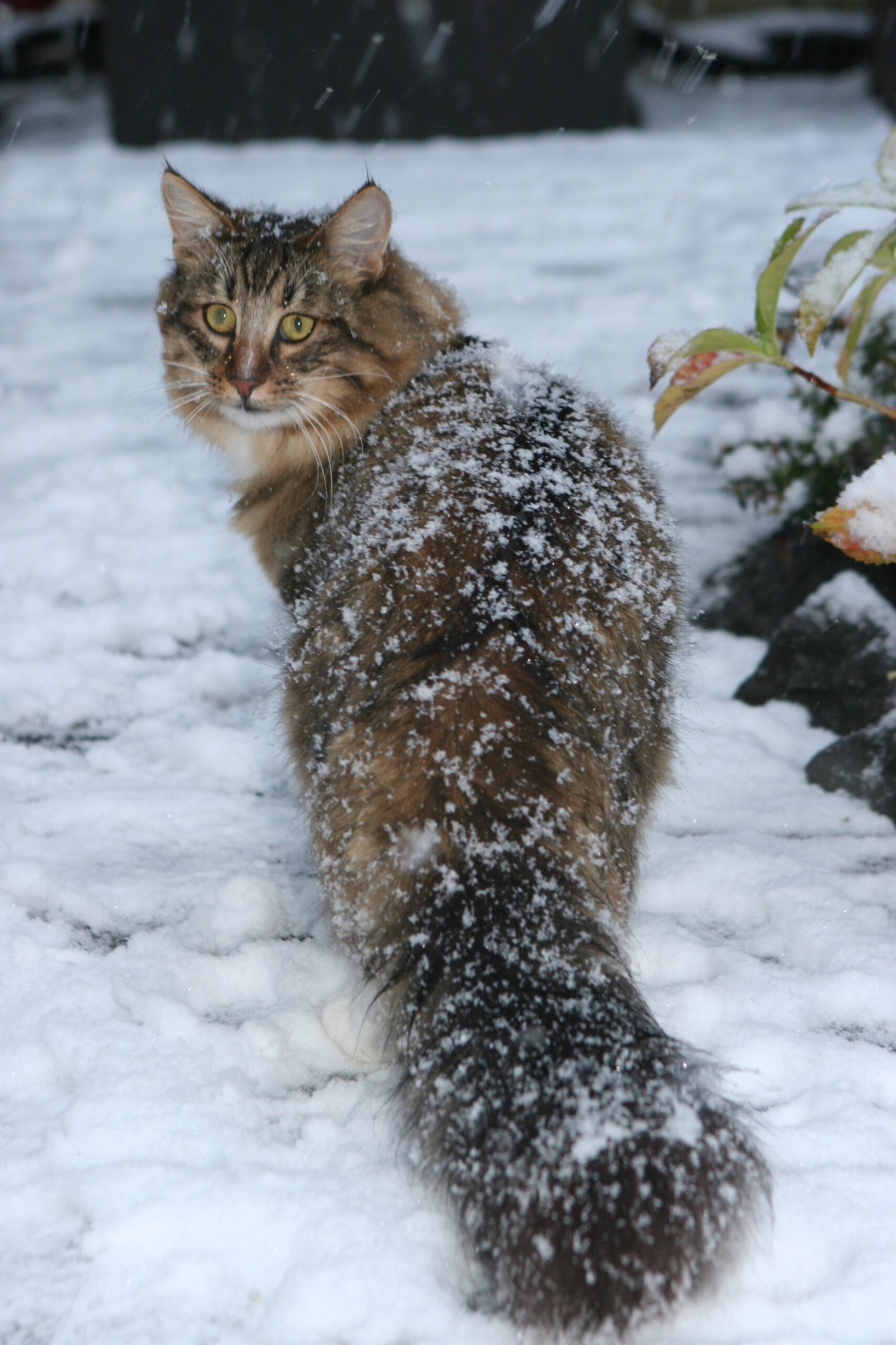 Norwegian Forest Cat: The Adventurous Explorer (image credits: wikimedia)