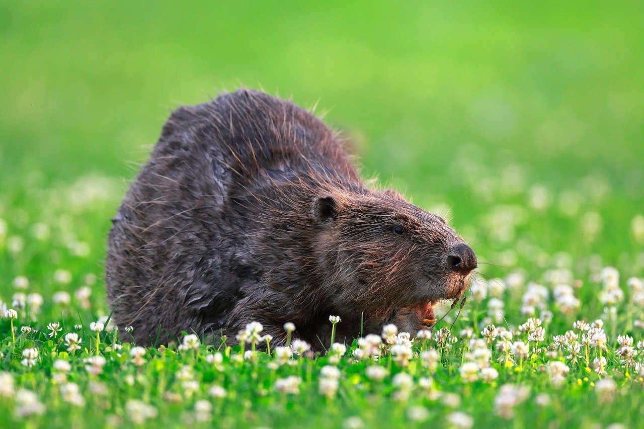 Beavers and Biodiversity (image credits: pixabay)