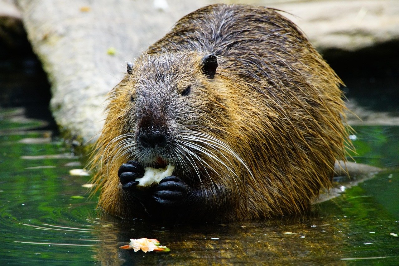 Challenges Faced by Beavers (image credits: pixabay)