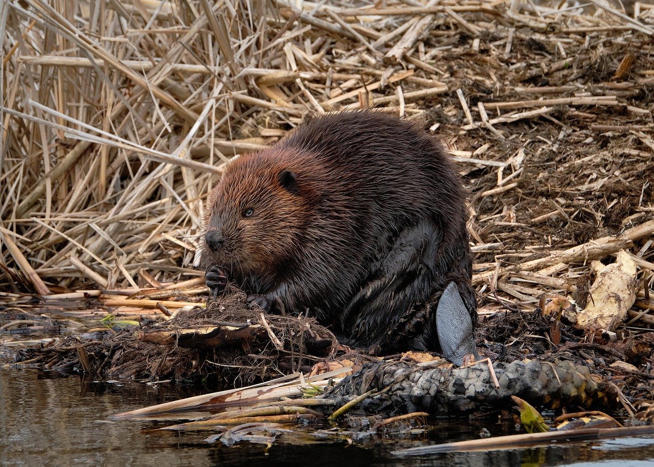 Conservation Efforts and Success Stories (image credits: pixabay)