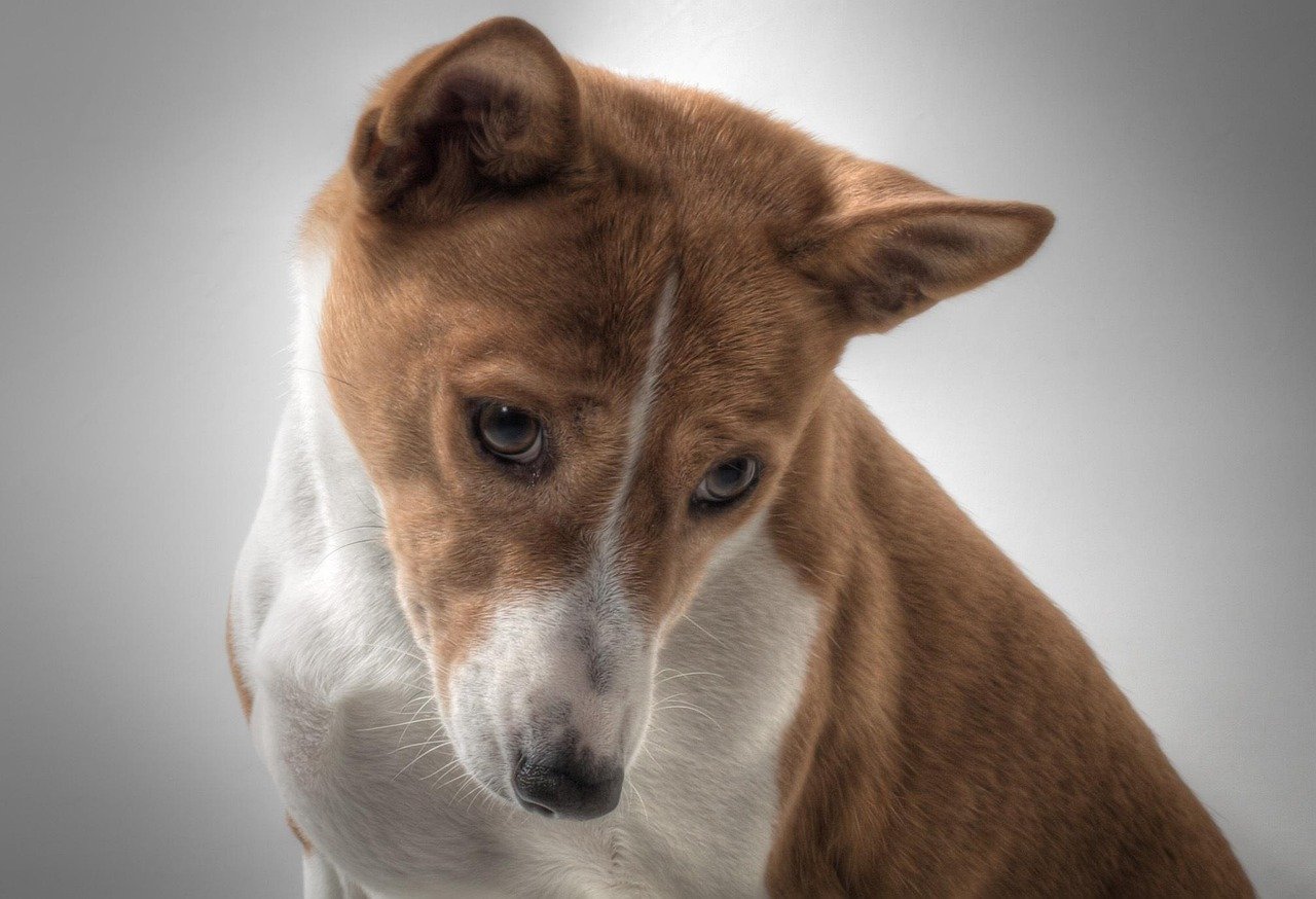 Basenji: The Quiet Observer (image credits: pixabay)