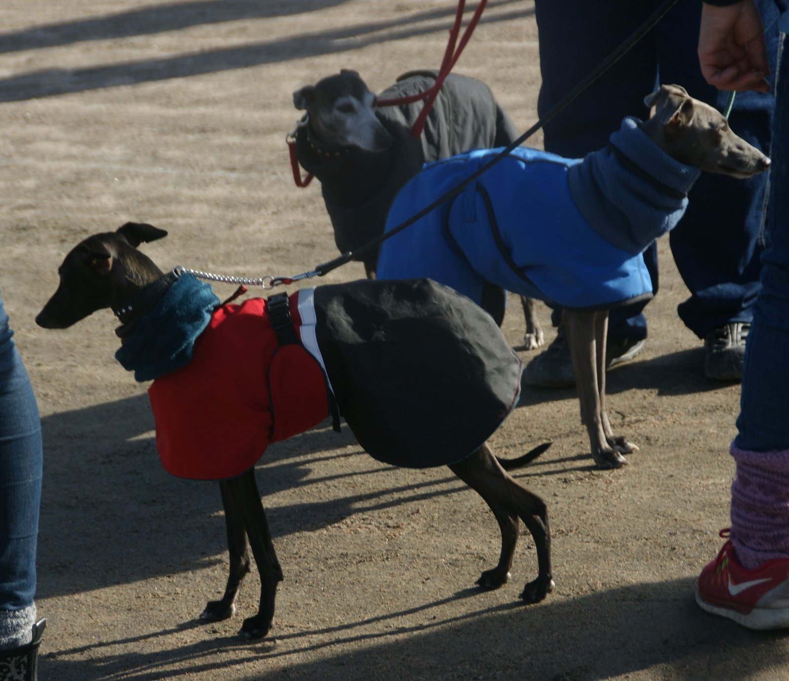 Italian Greyhound: The Delicate Companion (image credits: wikimedia)