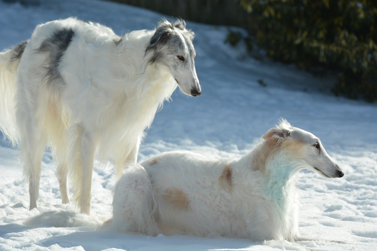 Borzoi: The Quiet Contemplator (image credits: pixabay)