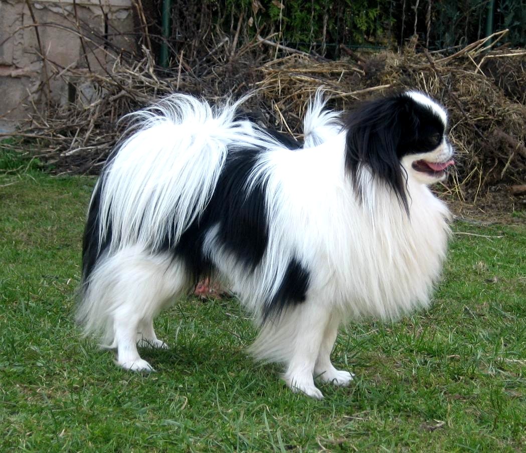 Japanese Chin: The Dainty Companion (image credits: wikimedia)