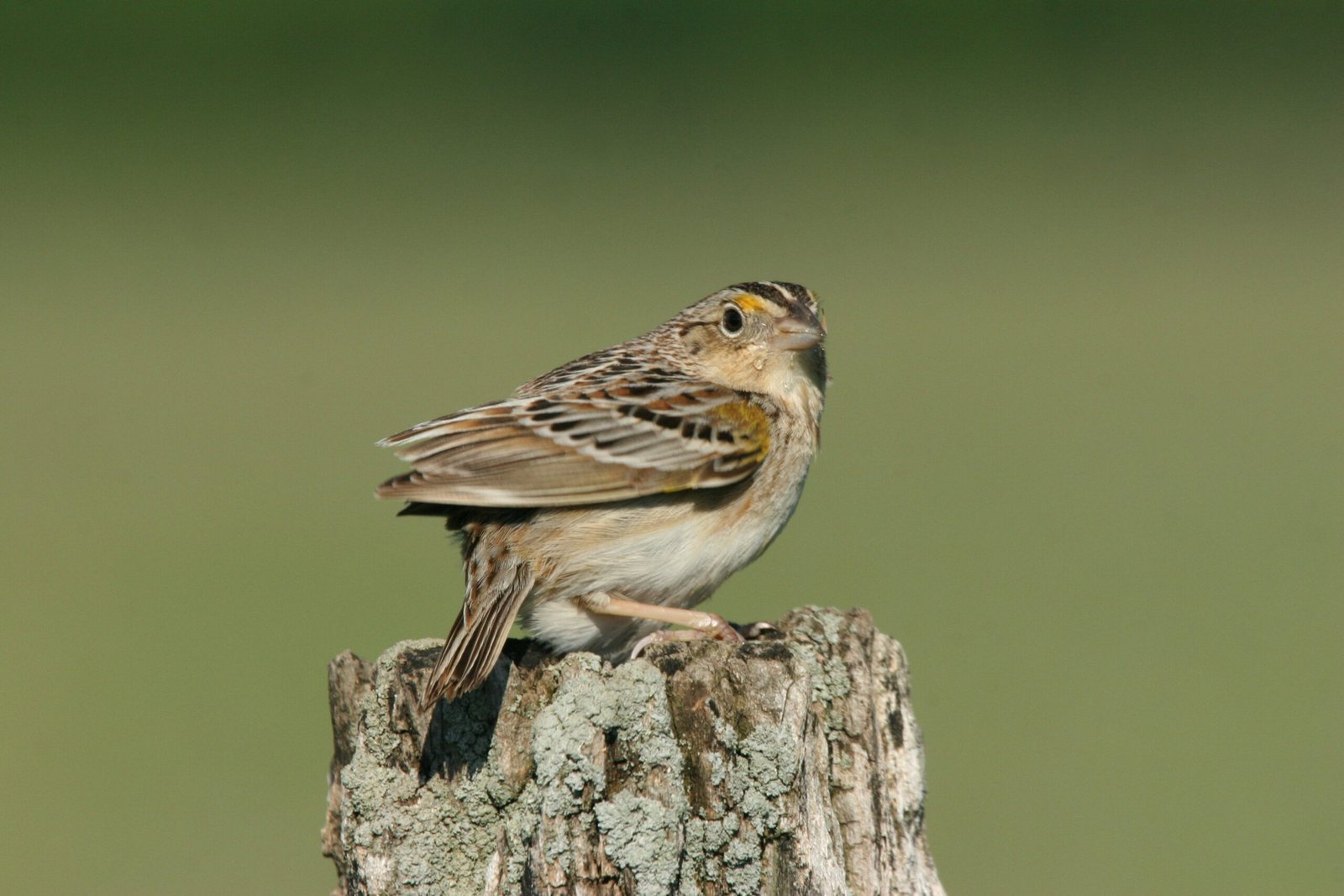 Elusive Appearance (image credits: wikimedia)