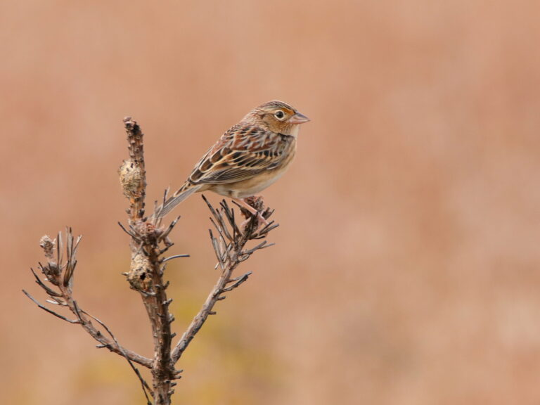 10 Facts About The Grasshopper Sparrow, North America's Most Endangered Bird