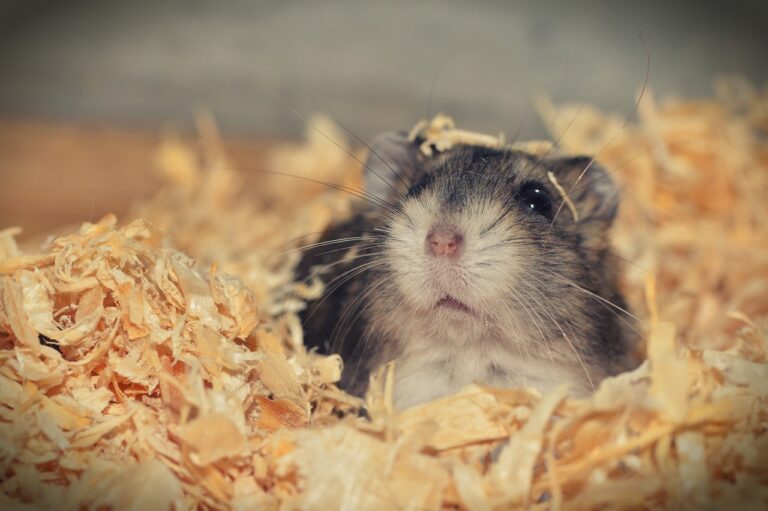 10 Habits To Ensure Your Hamster is Relaxed and Happy
