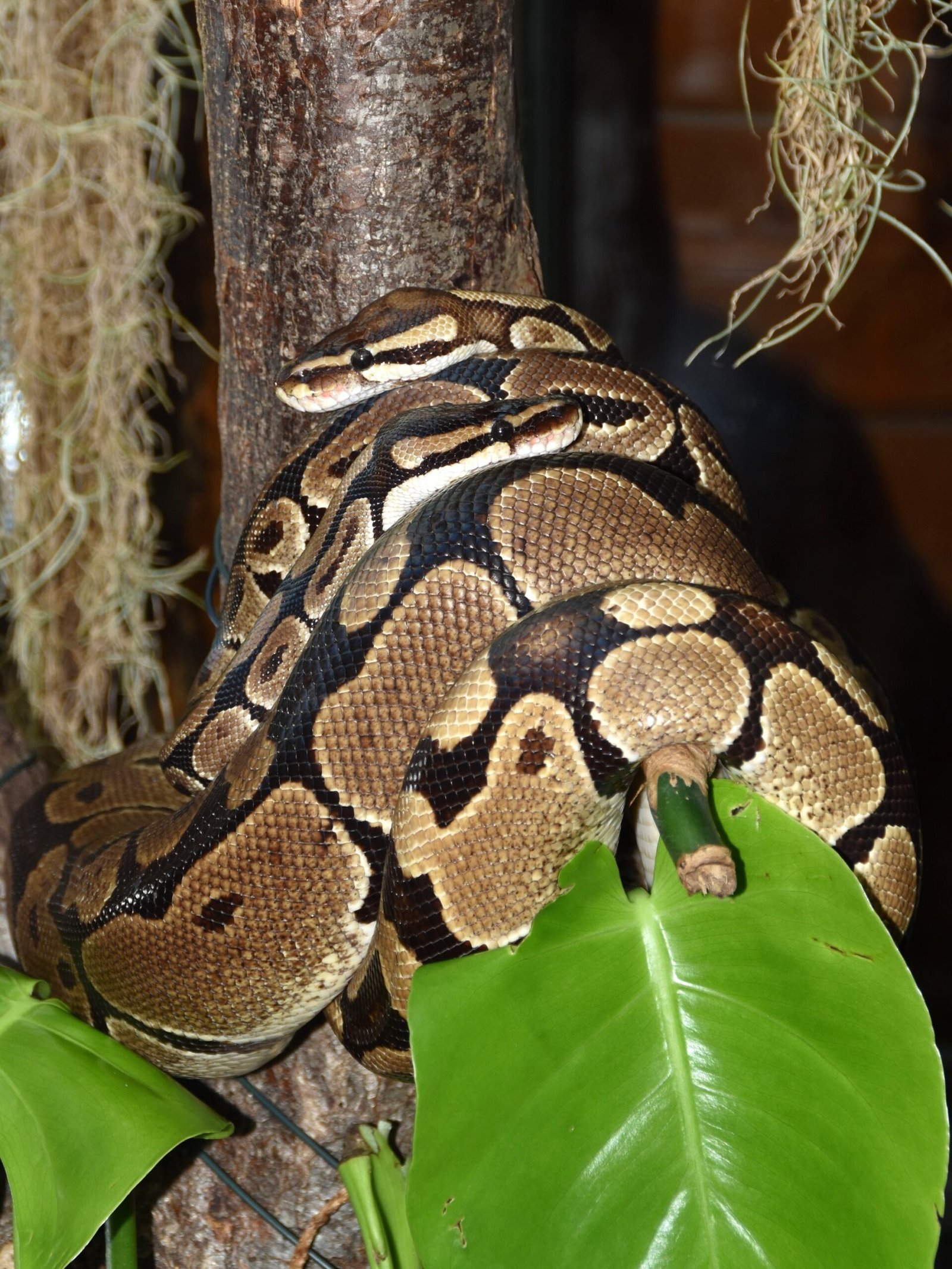 Frequent Shedding (image credits: wikimedia)