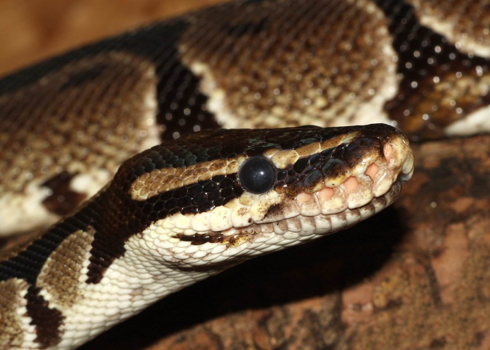 Unusual Aggression (image credits: wikimedia)