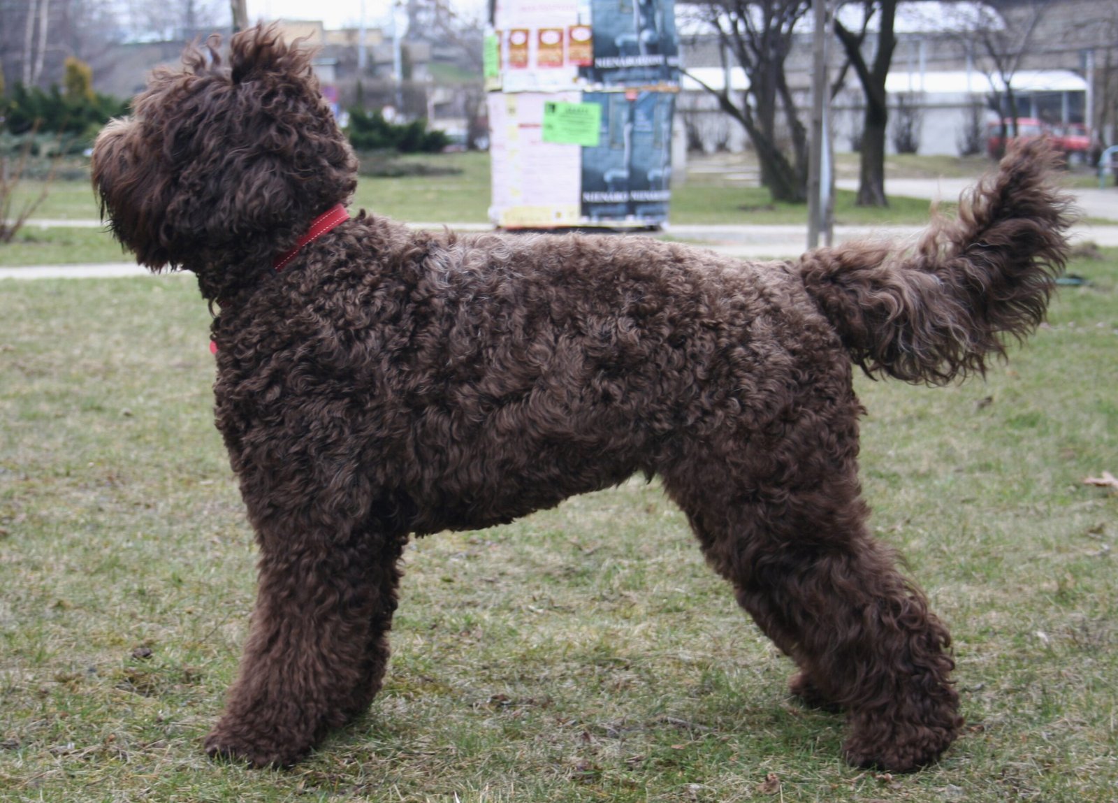 Barbet (image credits: wikimedia)