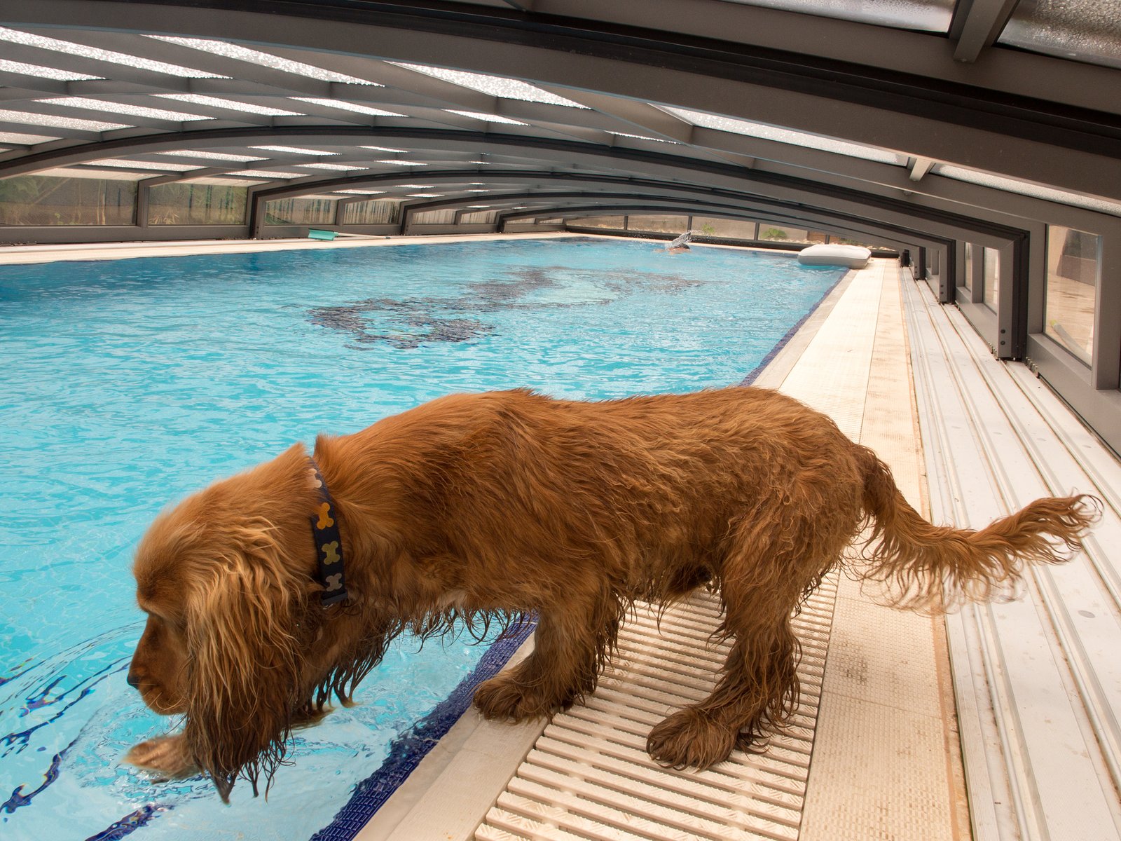 Cocker Spaniel (image credits: wikimedia)