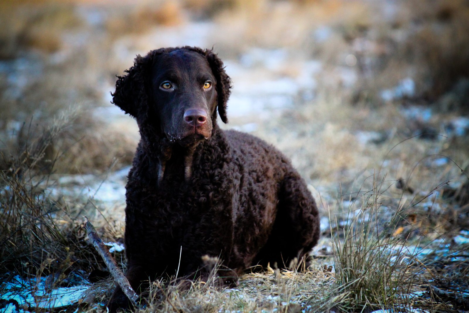 Curly-Coated Retriever (image credits: wikimedia)