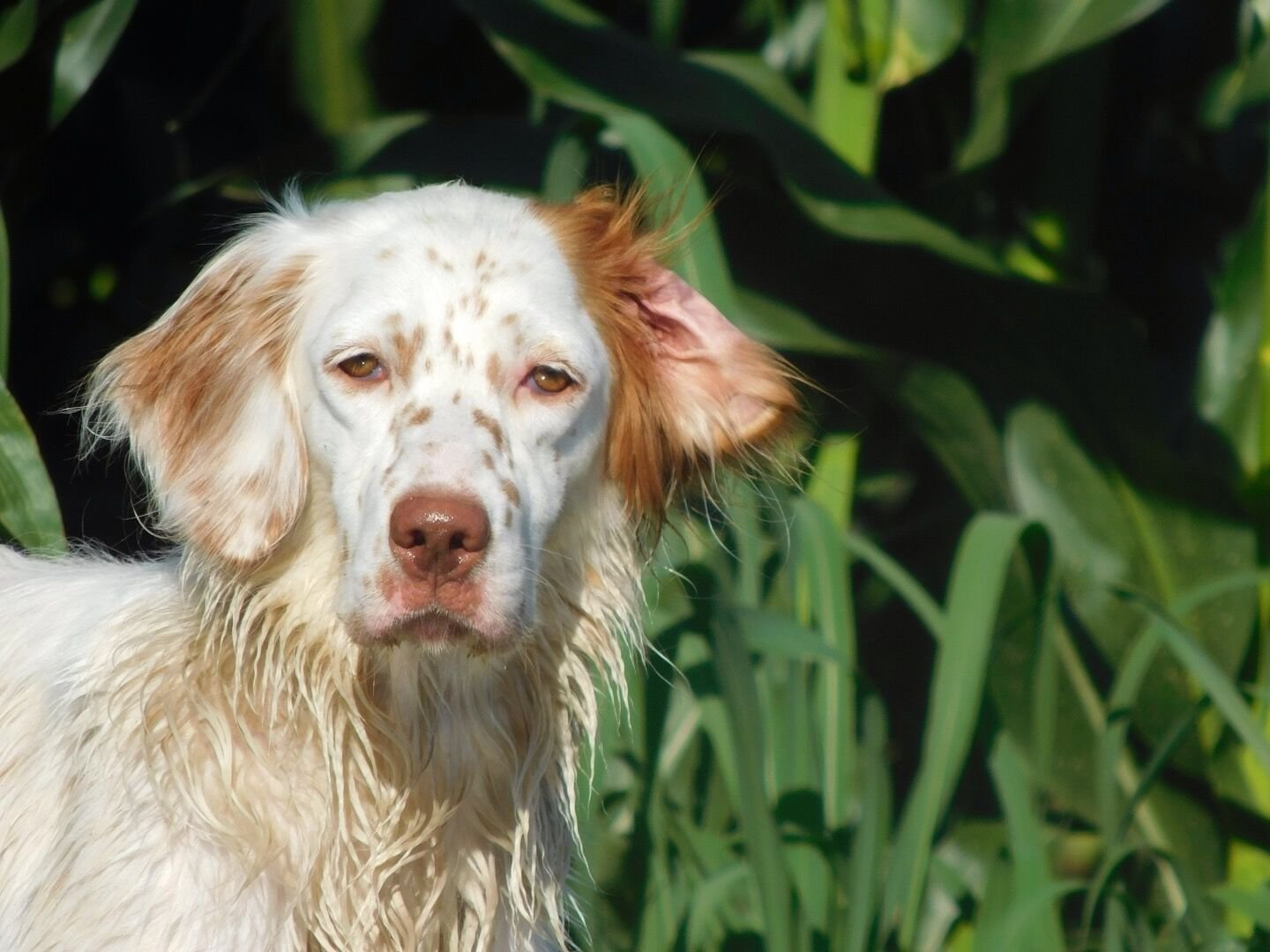 English Setter (image credits: wikimedia)