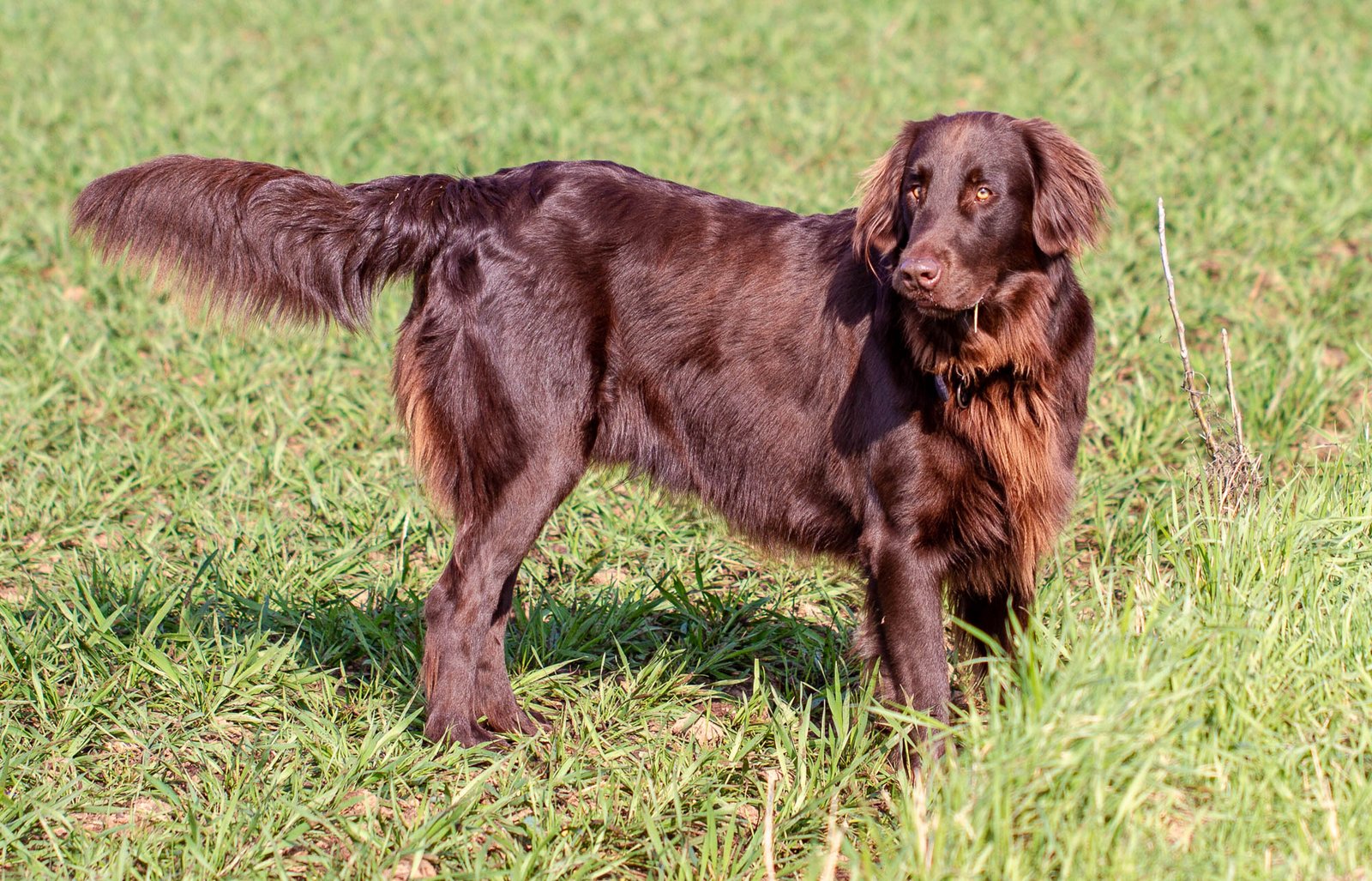 Flat-Coated Retriever (image credits: wikimedia)