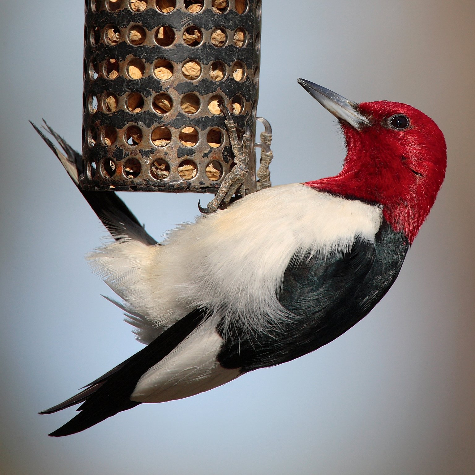 Interactive Toys: A Bird's Best Friend (image credits: wikimedia)