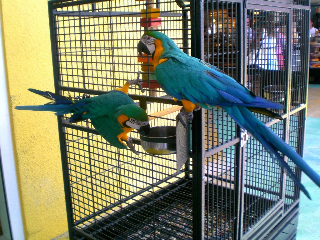 Playtime Outside the Cage (image credits: wikimedia)
