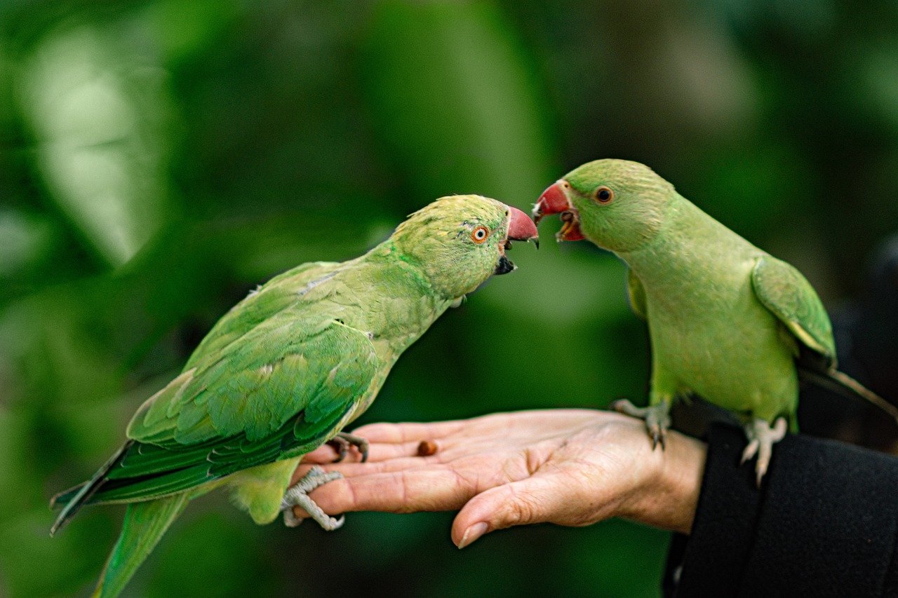 Social Interaction: The Power of Companionship (image credits: pixabay)