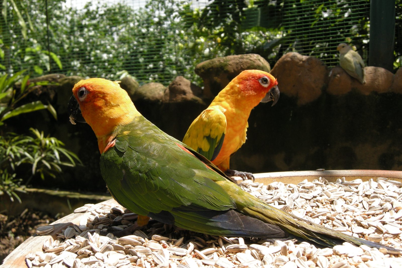 Parrots: The Colorful Talkers (image credits: wikimedia)
