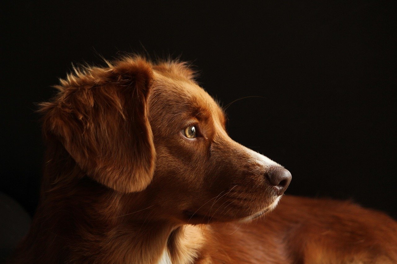 The Influence of Breed and Temperament (image credits: pixabay)