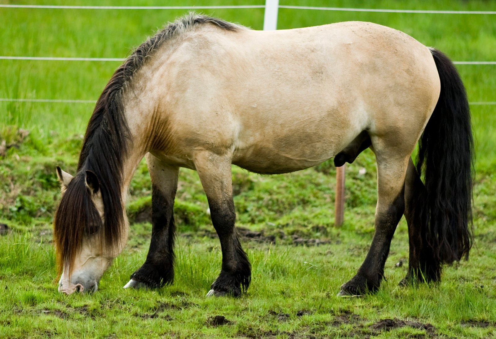 The Importance of Forage (image credits: wikimedia)