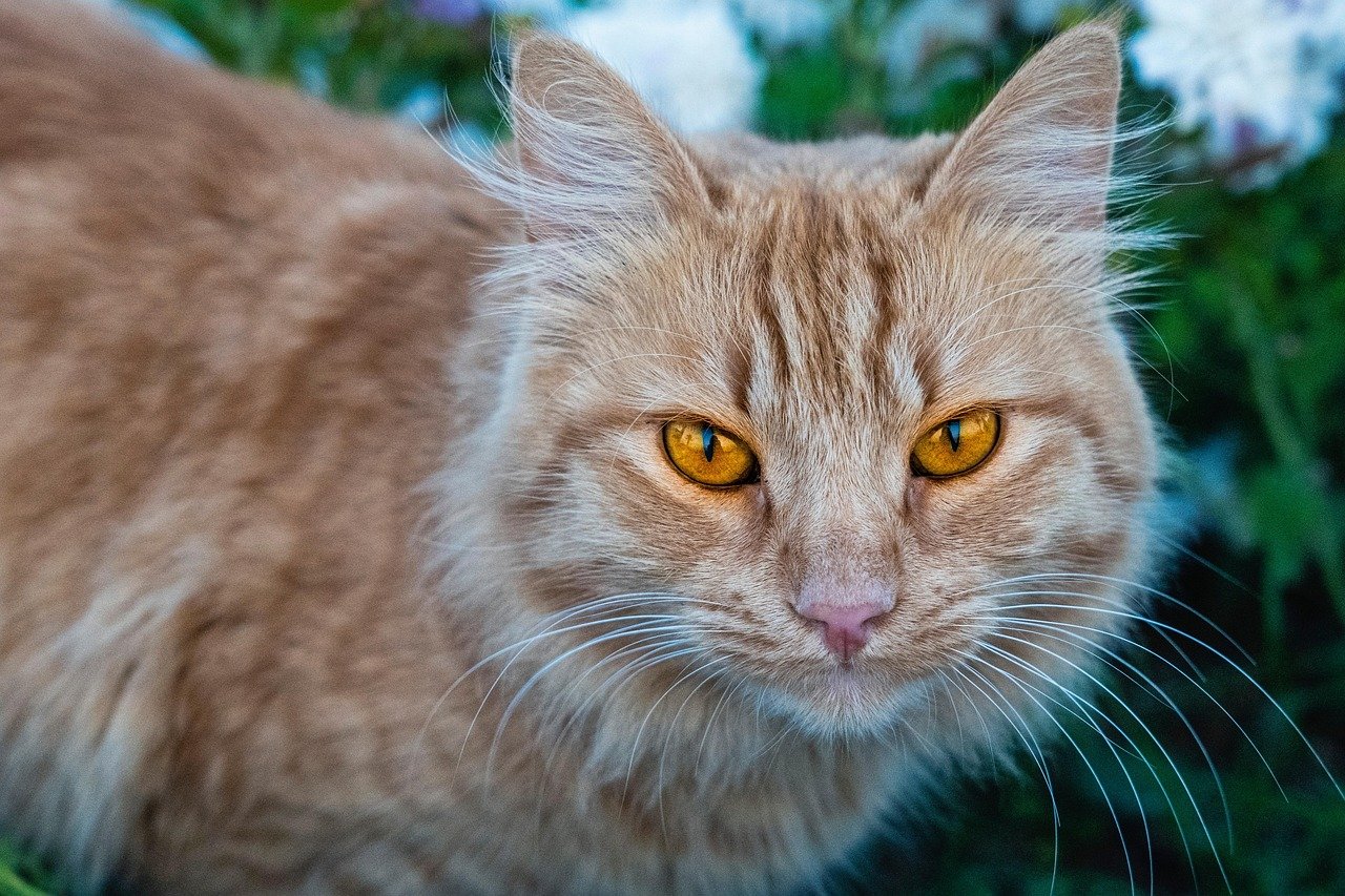 The Enigmatic Stare (image credits: pixabay)