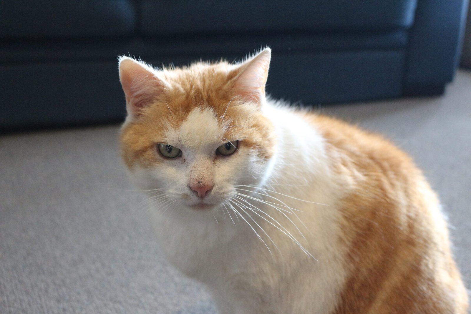 The Tail Chase (image credits: wikimedia)