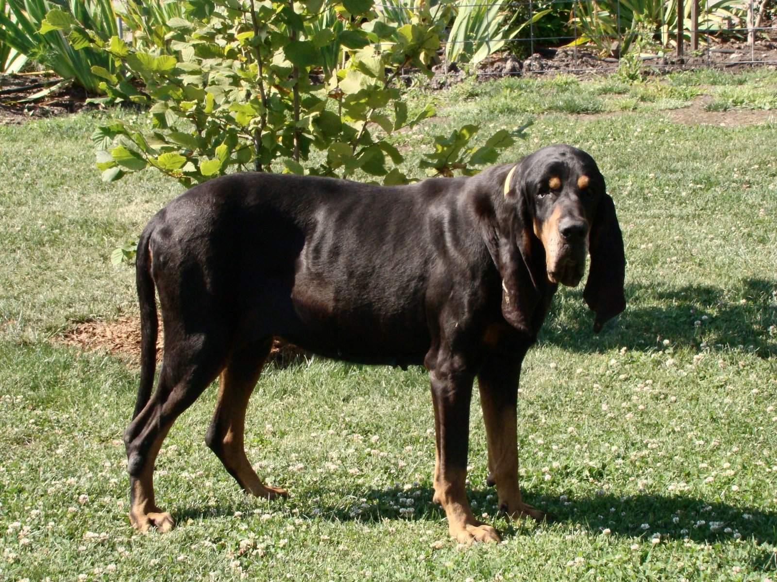 American Black and Tan Coonhound: The Loyal Tracker (image credits: wikimedia)