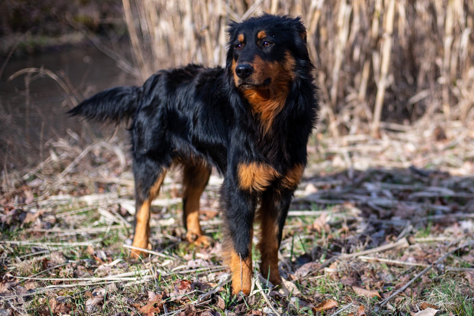 English Shepherd: The Versatile Worker (image credits: wikimedia)