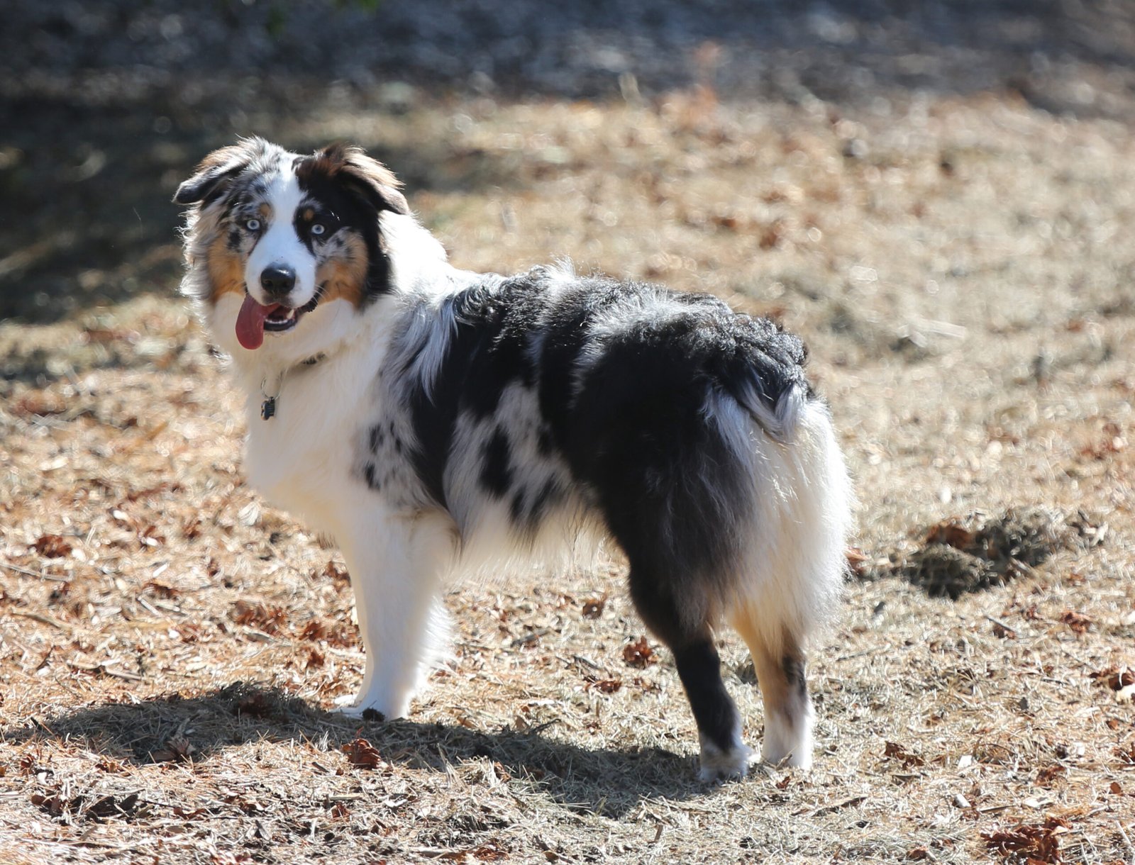 Blue Merle Australian Shepherd (image credits: wikimedia)