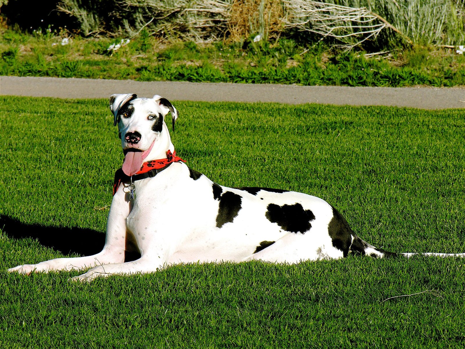 Harlequin Great Dane (image credits: wikimedia)