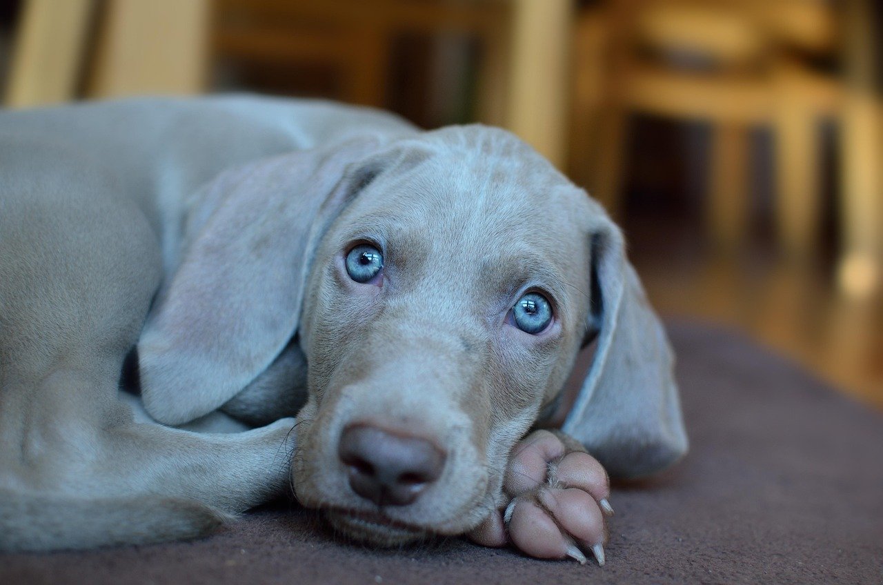 Silver Weimaraner (image credits: pixabay)