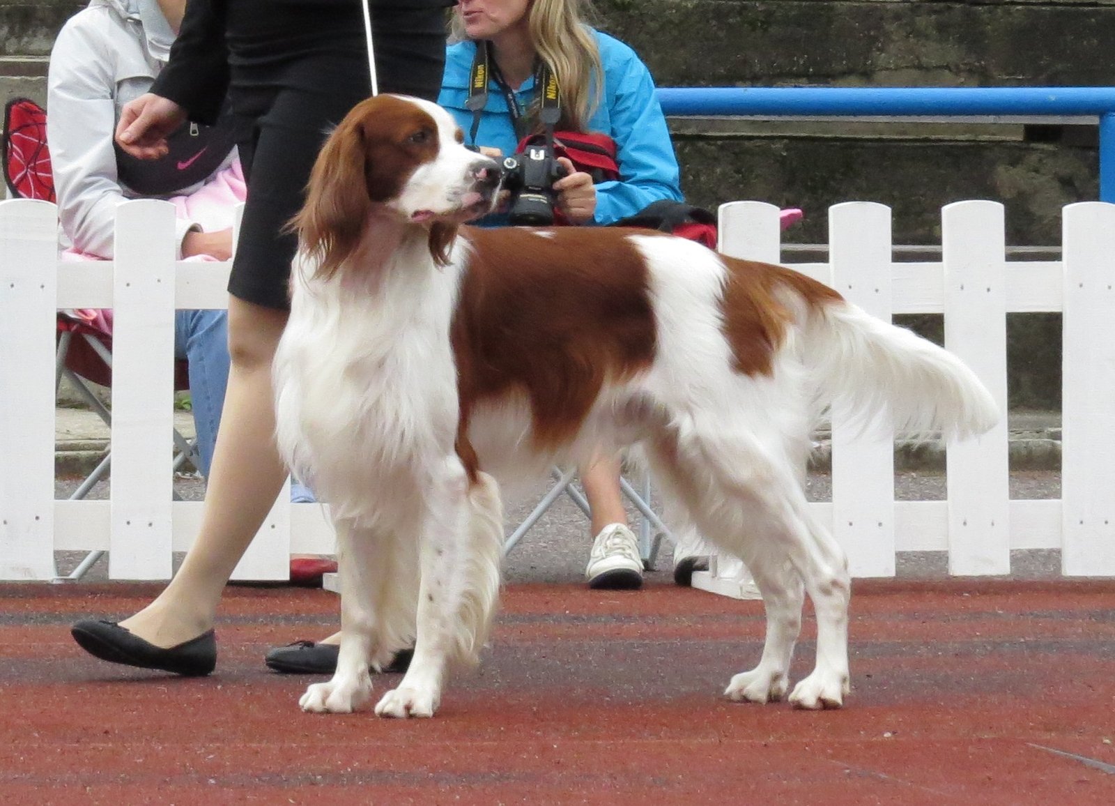 Red and White Irish Setter (image credits: wikimedia)