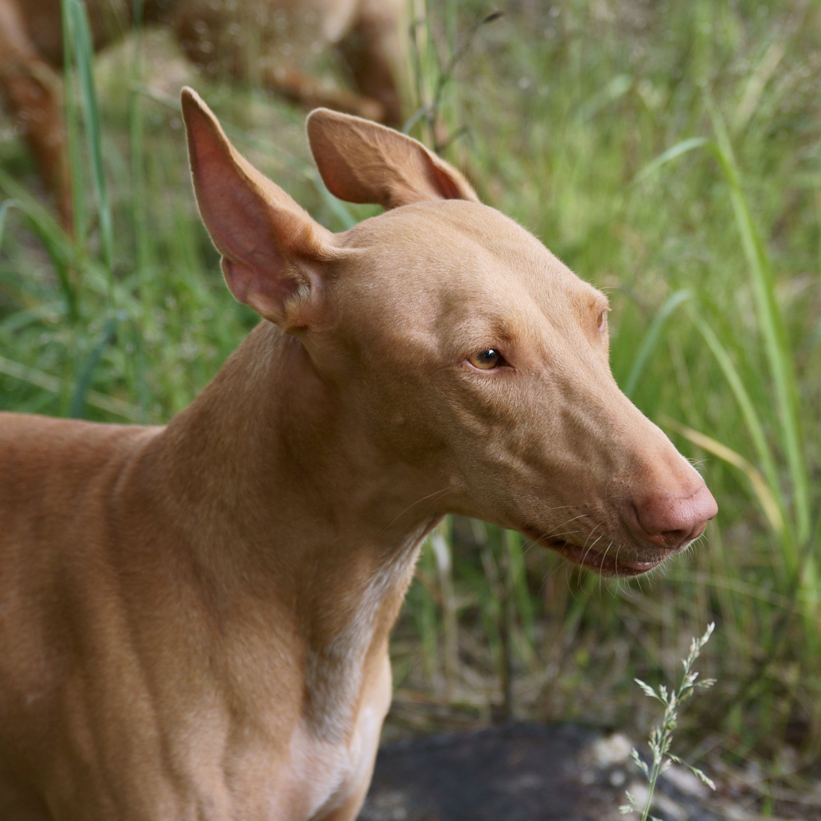 Pharaoh Hound (image credits: wikimedia)
