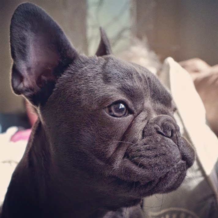 Blue French Bulldog (image credits: wikimedia)