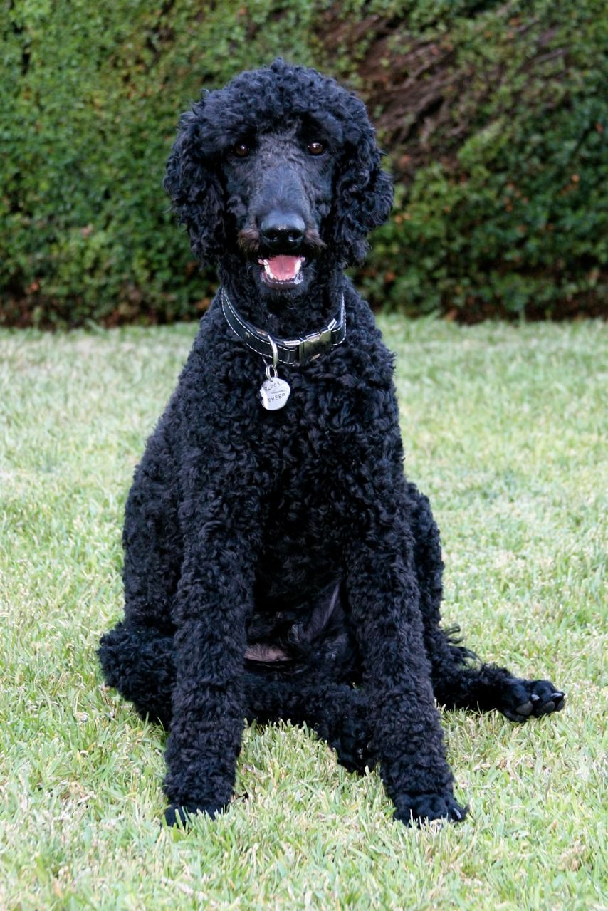 Black Poodle (image credits: wikimedia)