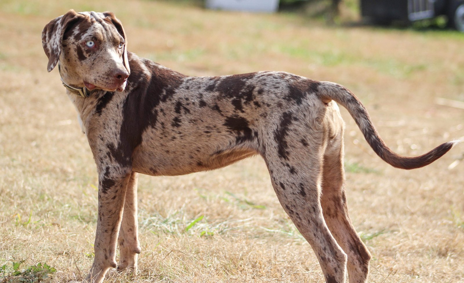 Catahoula Leopard Dog (image credits: wikimedia)