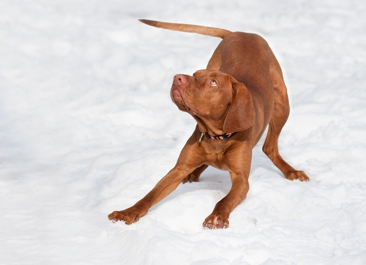 Vizsla: The Energetic Companion (image credits: pixabay)