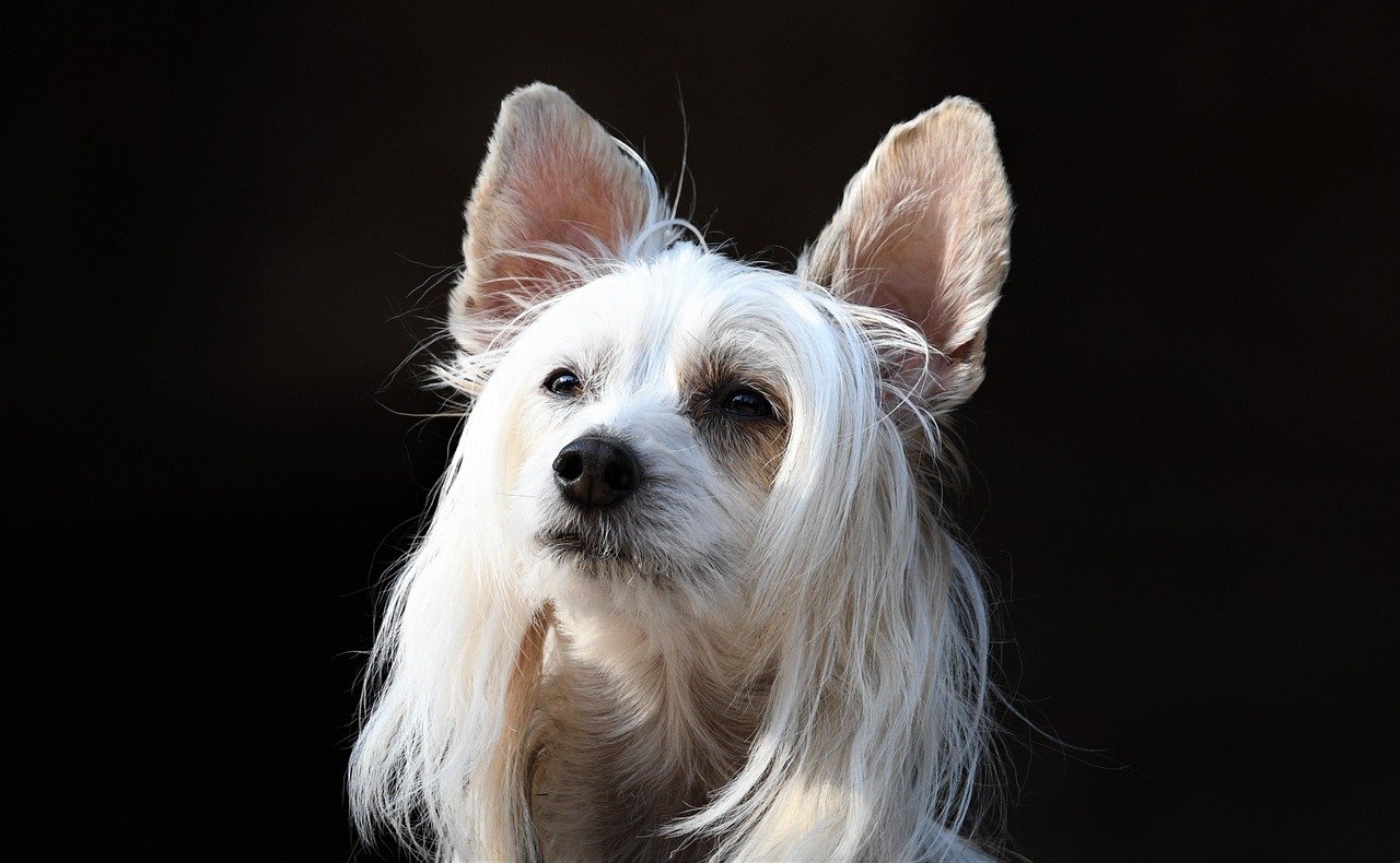 The Unique Chinese Crested (image credits: pixabay)