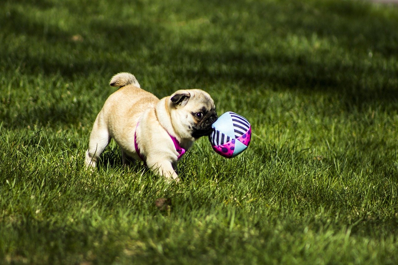The Adorable Pug: A Bundle of Joy (image credits: pixabay)