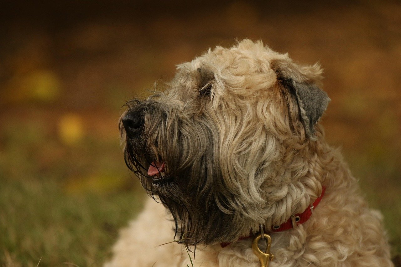 Soft Coated Wheaten Terrier: The Gentle Irishman (image credits: pixabay)