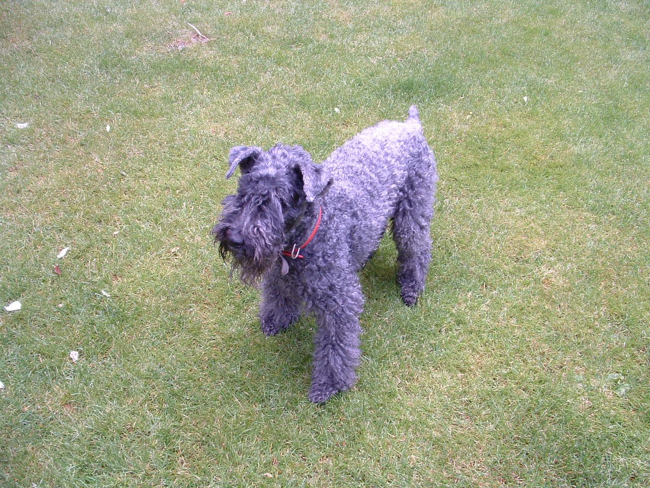 Kerry Blue Terrier: The Blue Beauty (image credits: wikimedia)