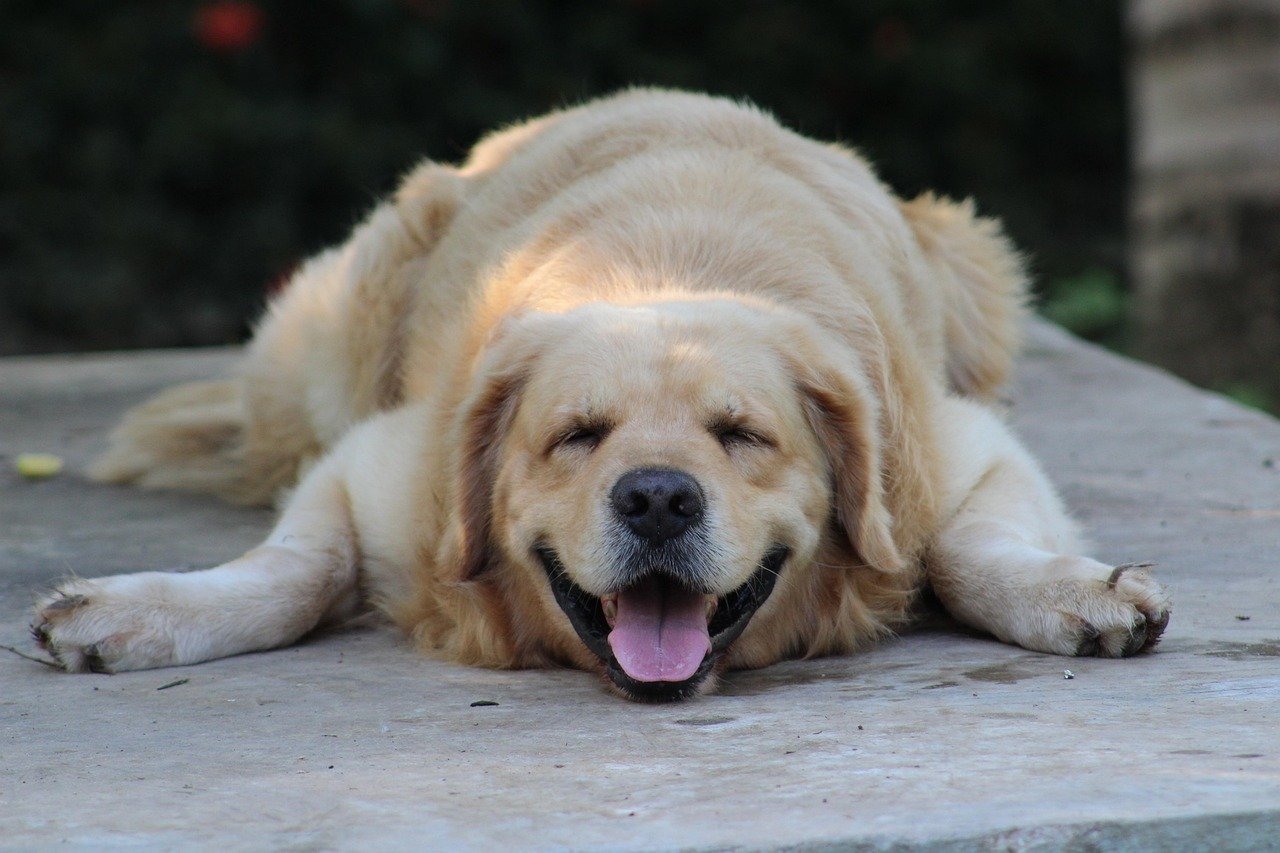 The Role of Memory in Dog Dreams (image credits: pixabay)