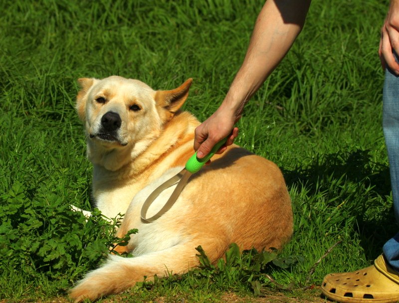 Labrador Retriever: The Enthusiastic Shedder (image credits: wikimedia)