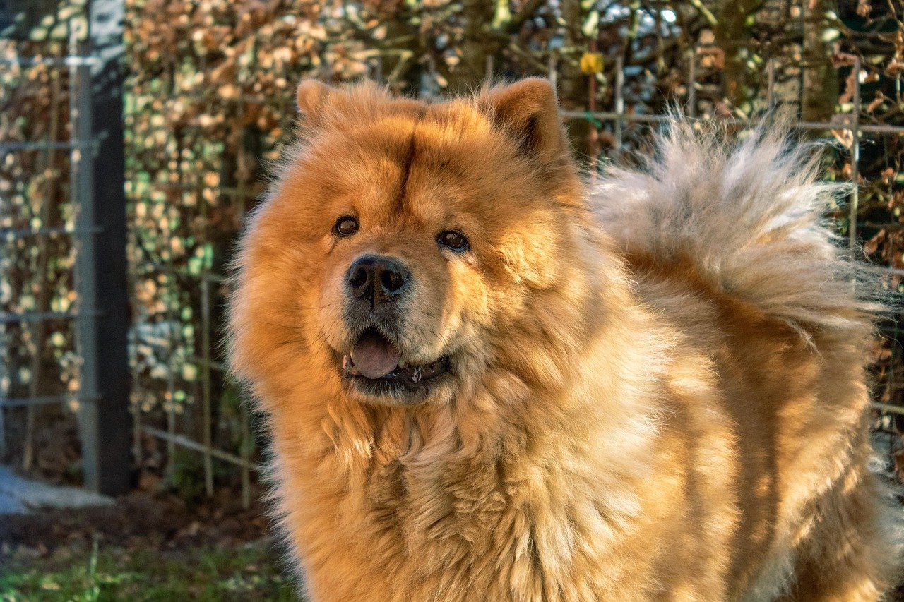Chow Chow: The Fluffy Shedding Wonder (image credits: pixabay)