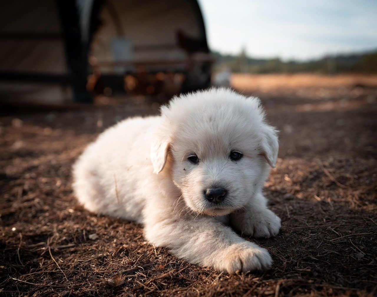 Great Pyrenees: The Majestic Shedder (image credits: pixabay)